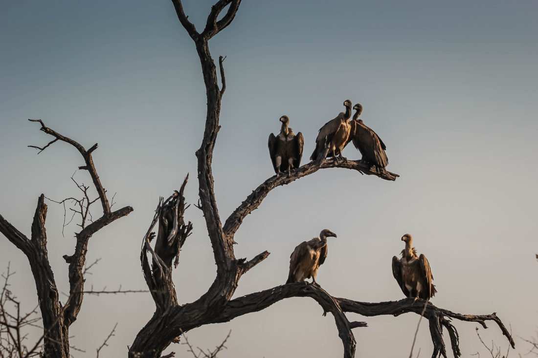 But WHY Can’t I Have a Tibetan Sky Burial? TalkDeath