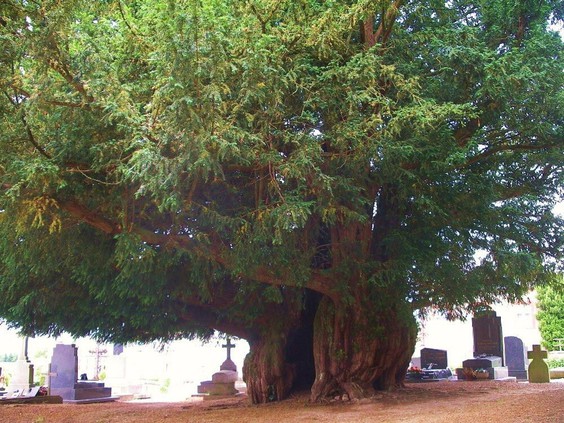 sacred trees of the cherokee