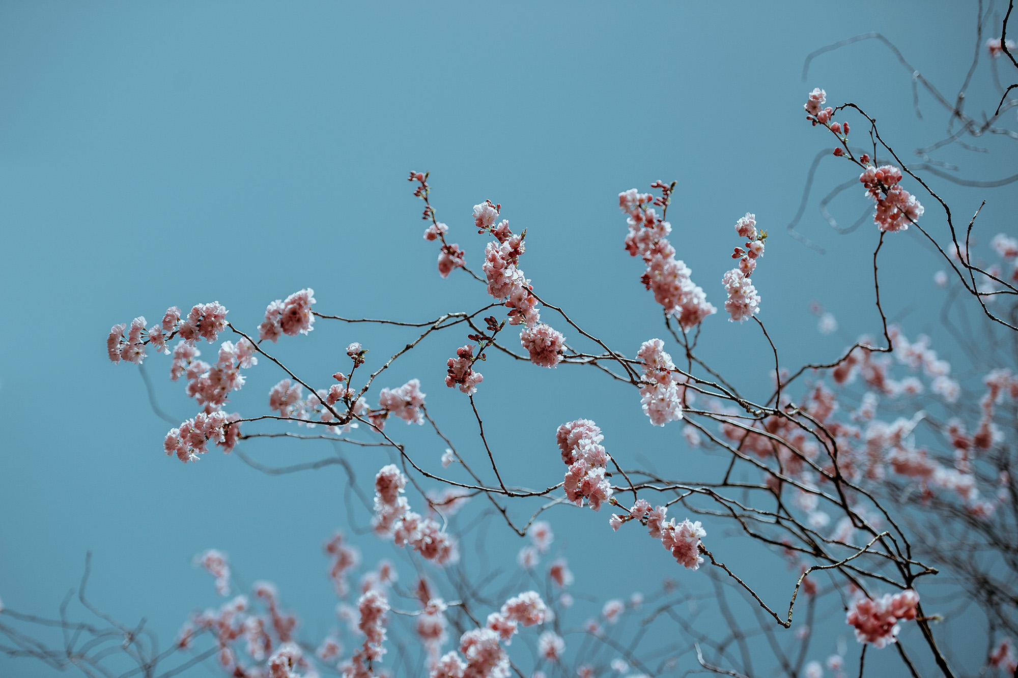 Blossoms in the Snow - TalkDeath